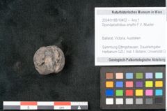 Foto (Objekt + Etikett) von Spondylostrobus smythii F.V. Mueller (NHMW-GEO-2024-0188-10402)